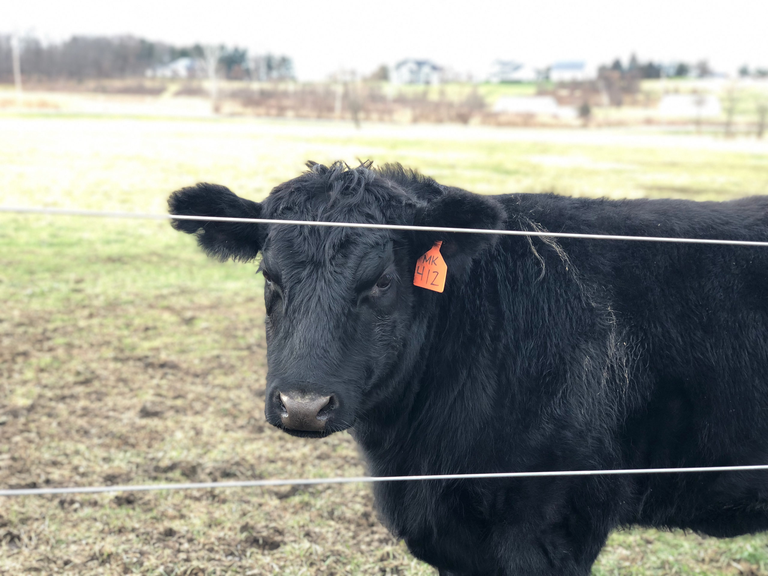 Schmader Farms Angus cattle closeup with ear tag