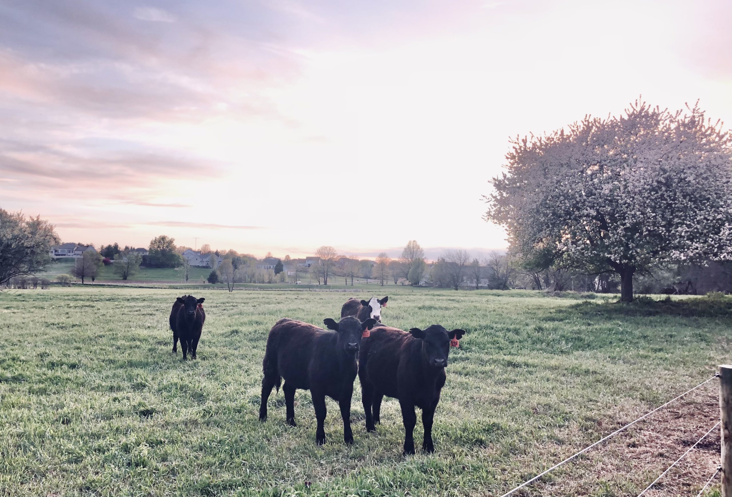 Schmader Farms cattle in spring pasture at sunrise