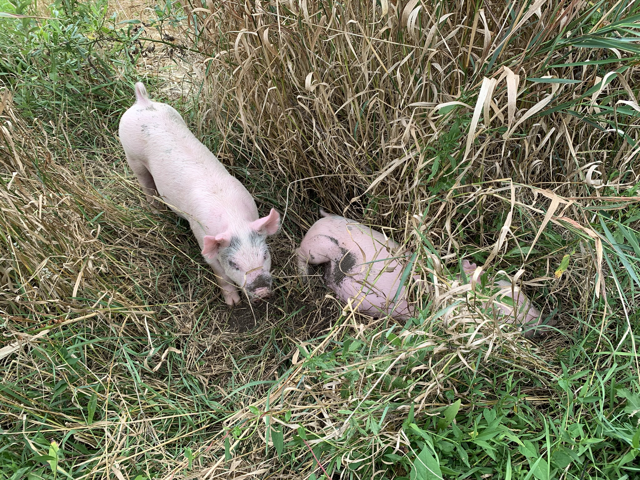 Two tiny Schmader Farms piglets nestled in tall grass